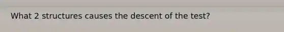 What 2 structures causes the descent of the test?