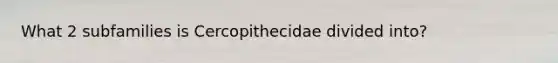 What 2 subfamilies is Cercopithecidae divided into?