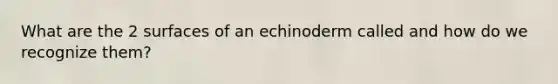 What are the 2 surfaces of an echinoderm called and how do we recognize them?