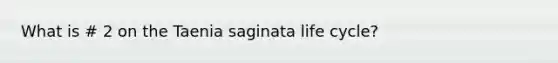 What is # 2 on the Taenia saginata life cycle?