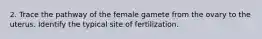 2. Trace the pathway of the female gamete from the ovary to the uterus. Identify the typical site of fertilization.