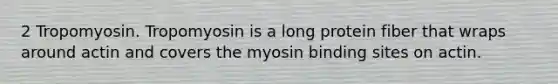 2 Tropomyosin. Tropomyosin is a long protein fiber that wraps around actin and covers the myosin binding sites on actin.