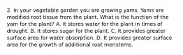 2. In your vegetable garden you are growing yams. Yams are modified root tissue from the plant. What is the function of the yam for the plant? A. It stores water for the plant in times of drought. B. It stores sugar for the plant. C. It provides greater surface area for water absorption. D. It provides greater surface area for the growth of additional root meristems.