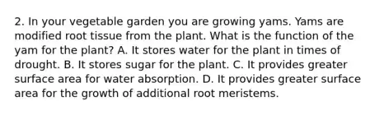 2. In your vegetable garden you are growing yams. Yams are modified root tissue from the plant. What is the function of the yam for the plant? A. It stores water for the plant in times of drought. B. It stores sugar for the plant. C. It provides greater surface area for water absorption. D. It provides greater surface area for the growth of additional root meristems.