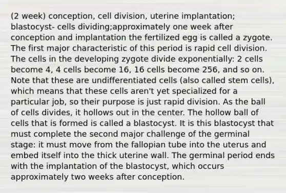 (2 week) conception, cell division, uterine implantation; blastocyst- cells dividing;approximately one week after conception and implantation the fertilized egg is called a zygote. The first major characteristic of this period is rapid cell division. The cells in the developing zygote divide exponentially: 2 cells become 4, 4 cells become 16, 16 cells become 256, and so on. Note that these are undifferentiated cells (also called stem cells), which means that these cells aren't yet specialized for a particular job, so their purpose is just rapid division. As the ball of cells divides, it hollows out in the center. The hollow ball of cells that is formed is called a blastocyst. It is this blastocyst that must complete the second major challenge of the germinal stage: it must move from the fallopian tube into the uterus and embed itself into the thick uterine wall. The germinal period ends with the implantation of the blastocyst, which occurs approximately two weeks after conception.