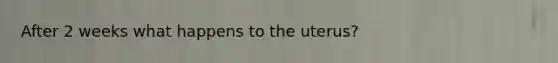 After 2 weeks what happens to the uterus?