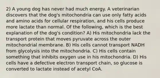 2) A young dog has never had much energy. A veterinarian discovers that the dog's mitochondria can use only fatty acids and amino acids for cellular respiration, and his cells produce more lactate than normal. Of the following, which is the best explanation of the dog's condition? A) His mitochondria lack the transport protein that moves pyruvate across the outer mitochondrial membrane. B) His cells cannot transport NADH from glycolysis into the mitochondria. C) His cells contain something that inhibits oxygen use in his mitochondria. D) His cells have a defective electron transport chain, so glucose is converted to lactate instead of acetyl CoA.