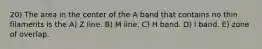 20) The area in the center of the A band that contains no thin filaments is the A) Z line. B) M line. C) H band. D) I band. E) zone of overlap.