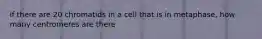 if there are 20 chromatids in a cell that is in metaphase, how many centromeres are there