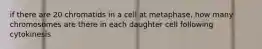 if there are 20 chromatids in a cell at metaphase, how many chromosomes are there in each daughter cell following cytokinesis