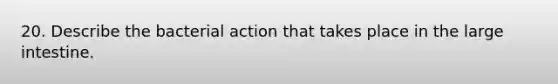 20. Describe the bacterial action that takes place in the <a href='https://www.questionai.com/knowledge/kGQjby07OK-large-intestine' class='anchor-knowledge'>large intestine</a>.