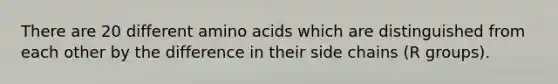 There are 20 different amino acids which are distinguished from each other by the difference in their side chains (R groups).