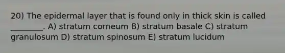 20) The epidermal layer that is found only in thick skin is called ________. A) stratum corneum B) stratum basale C) stratum granulosum D) stratum spinosum E) stratum lucidum