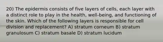 20) <a href='https://www.questionai.com/knowledge/kBFgQMpq6s-the-epidermis' class='anchor-knowledge'>the epidermis</a> consists of five layers of cells, each layer with a distinct role to play in the health, well-being, and functioning of the skin. Which of the following layers is responsible for <a href='https://www.questionai.com/knowledge/kjHVAH8Me4-cell-division' class='anchor-knowledge'>cell division</a> and replacement? A) stratum corneum B) stratum granulosum C) stratum basale D) stratum lucidum