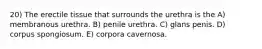 20) The erectile tissue that surrounds the urethra is the A) membranous urethra. B) penile urethra. C) glans penis. D) corpus spongiosum. E) corpora cavernosa.