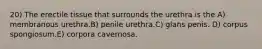 20) The erectile tissue that surrounds the urethra is the A) membranous urethra.B) penile urethra.C) glans penis. D) corpus spongiosum.E) corpora cavernosa.