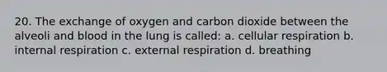 20. The exchange of oxygen and carbon dioxide between the alveoli and blood in the lung is called: a. <a href='https://www.questionai.com/knowledge/k1IqNYBAJw-cellular-respiration' class='anchor-knowledge'>cellular respiration</a> b. internal respiration c. external respiration d. breathing