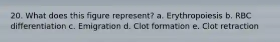 20. What does this figure represent? a. Erythropoiesis b. RBC differentiation c. Emigration d. Clot formation e. Clot retraction