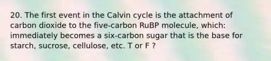 20. The first event in the Calvin cycle is the attachment of carbon dioxide to the five-carbon RuBP molecule, which: immediately becomes a six-carbon sugar that is the base for starch, sucrose, cellulose, etc. T or F ?