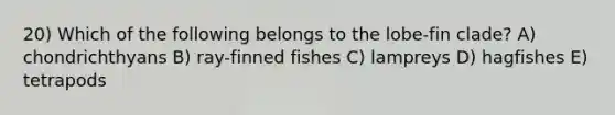 20) Which of the following belongs to the lobe-fin clade? A) chondrichthyans B) ray-finned fishes C) lampreys D) hagfishes E) tetrapods