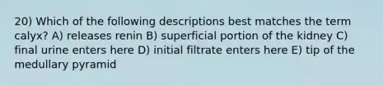 20) Which of the following descriptions best matches the term calyx? A) releases renin B) superficial portion of the kidney C) final urine enters here D) initial filtrate enters here E) tip of the medullary pyramid