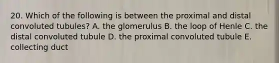 20. Which of the following is between the proximal and distal convoluted tubules? A. the glomerulus B. the loop of Henle C. the distal convoluted tubule D. the proximal convoluted tubule E. collecting duct