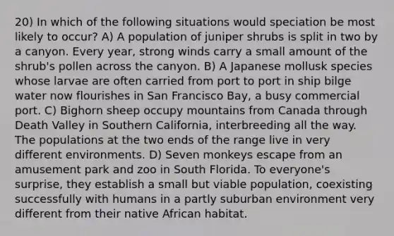 20) In which of the following situations would speciation be most likely to occur? A) A population of juniper shrubs is split in two by a canyon. Every year, strong winds carry a small amount of the shrub's pollen across the canyon. B) A Japanese mollusk species whose larvae are often carried from port to port in ship bilge water now flourishes in San Francisco Bay, a busy commercial port. C) Bighorn sheep occupy mountains from Canada through Death Valley in Southern California, interbreeding all the way. The populations at the two ends of the range live in very different environments. D) Seven monkeys escape from an amusement park and zoo in South Florida. To everyone's surprise, they establish a small but viable population, coexisting successfully with humans in a partly suburban environment very different from their native African habitat.