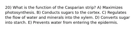 20) What is the function of the Casparian strip? A) Maximizes photosynthesis. B) Conducts sugars to the cortex. C) Regulates the flow of water and minerals into the xylem. D) Converts sugar into starch. E) Prevents water from entering <a href='https://www.questionai.com/knowledge/kBFgQMpq6s-the-epidermis' class='anchor-knowledge'>the epidermis</a>.