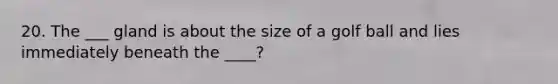 20. The ___ gland is about the size of a golf ball and lies immediately beneath the ____?