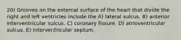 20) Grooves on the external surface of the heart that divide the right and left ventricles include the A) lateral sulcus. B) anterior interventricular sulcus. C) coronary fissure. D) atrioventricular sulcus. E) interventricular septum.