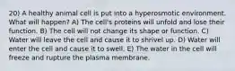 20) A healthy animal cell is put into a hyperosmotic environment. What will happen? A) The cell's proteins will unfold and lose their function. B) The cell will not change its shape or function. C) Water will leave the cell and cause it to shrivel up. D) Water will enter the cell and cause it to swell. E) The water in the cell will freeze and rupture the plasma membrane.