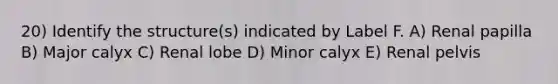 20) Identify the structure(s) indicated by Label F. A) Renal papilla B) Major calyx C) Renal lobe D) Minor calyx E) Renal pelvis