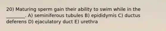 20) Maturing sperm gain their ability to swim while in the ________. A) seminiferous tubules B) epididymis C) ductus deferens D) ejaculatory duct E) urethra