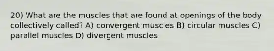 20) What are the muscles that are found at openings of the body collectively called? A) convergent muscles B) circular muscles C) parallel muscles D) divergent muscles