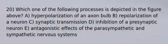 20) Which one of the following processes is depicted in the figure above? A) hyperpolarization of an axon bulb B) repolarization of a neuron C) synaptic transmission D) inhibition of a presynaptic neuron E) antagonistic effects of the parasympathetic and sympathetic nervous systems