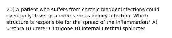 20) A patient who suffers from chronic bladder infections could eventually develop a more serious kidney infection. Which structure is responsible for the spread of the inflammation? A) urethra B) ureter C) trigone D) internal urethral sphincter