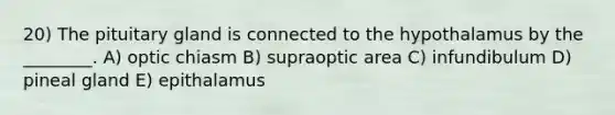 20) The pituitary gland is connected to the hypothalamus by the ________. A) optic chiasm B) supraoptic area C) infundibulum D) pineal gland E) epithalamus