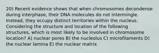 20) Recent evidence shows that when chromosomes decondense during interphase, their DNA molecules do not intermingle. Instead, they occupy distinct territories within the nucleus. Considering the structure and location of the following structures, which is most likely to be involved in chromosome location? A) nuclear pores B) the nucleolus C) microfilaments D) the nuclear lamina E) the nuclear matrix