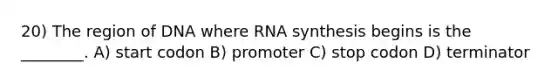 20) The region of DNA where RNA synthesis begins is the ________. A) start codon B) promoter C) stop codon D) terminator