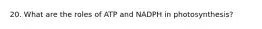 20. What are the roles of ATP and NADPH in photosynthesis?