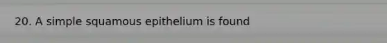20. A simple squamous epithelium is found