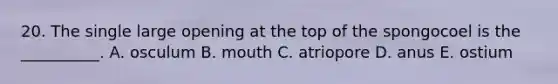 20. The single large opening at the top of the spongocoel is the __________. A. osculum B. mouth C. atriopore D. anus E. ostium