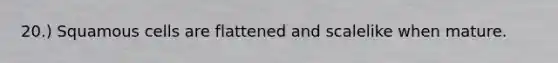 20.) Squamous cells are flattened and scalelike when mature.