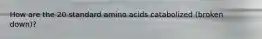 How are the 20 standard amino acids catabolized (broken down)?