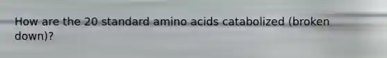 How are the 20 standard <a href='https://www.questionai.com/knowledge/k9gb720LCl-amino-acids' class='anchor-knowledge'>amino acids</a> catabolized (broken down)?