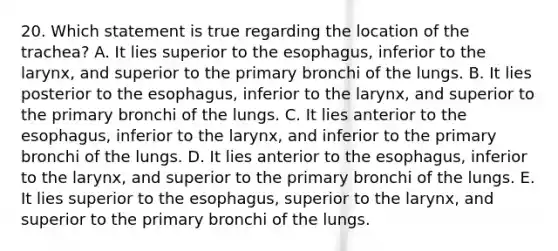 20. Which statement is true regarding the location of the trachea? A. It lies superior to the esophagus, inferior to the larynx, and superior to the primary bronchi of the lungs. B. It lies posterior to the esophagus, inferior to the larynx, and superior to the primary bronchi of the lungs. C. It lies anterior to the esophagus, inferior to the larynx, and inferior to the primary bronchi of the lungs. D. It lies anterior to the esophagus, inferior to the larynx, and superior to the primary bronchi of the lungs. E. It lies superior to the esophagus, superior to the larynx, and superior to the primary bronchi of the lungs.