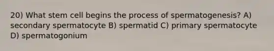 20) What stem cell begins the process of spermatogenesis? A) secondary spermatocyte B) spermatid C) primary spermatocyte D) spermatogonium