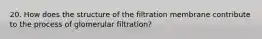 20. How does the structure of the filtration membrane contribute to the process of glomerular filtration?