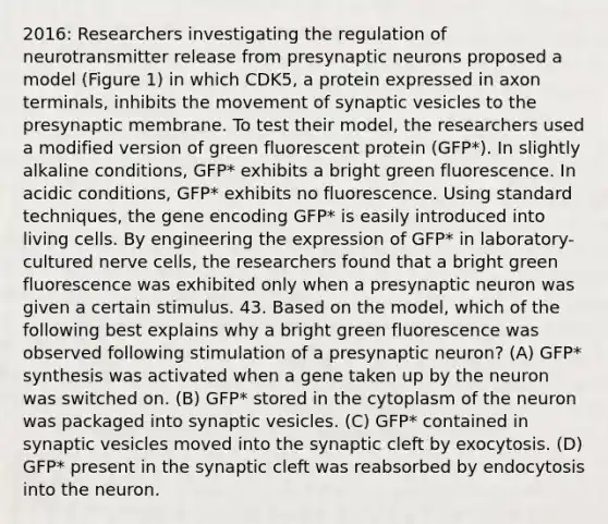 2016: Researchers investigating the regulation of neurotransmitter release from presynaptic neurons proposed a model (Figure 1) in which CDK5, a protein expressed in axon terminals, inhibits the movement of synaptic vesicles to the presynaptic membrane. To test their model, the researchers used a modified version of green fluorescent protein (GFP*). In slightly alkaline conditions, GFP* exhibits a bright green fluorescence. In acidic conditions, GFP* exhibits no fluorescence. Using standard techniques, the gene encoding GFP* is easily introduced into living cells. By engineering the expression of GFP* in laboratory-cultured nerve cells, the researchers found that a bright green fluorescence was exhibited only when a presynaptic neuron was given a certain stimulus. 43. Based on the model, which of the following best explains why a bright green fluorescence was observed following stimulation of a presynaptic neuron? (A) GFP* synthesis was activated when a gene taken up by the neuron was switched on. (B) GFP* stored in the cytoplasm of the neuron was packaged into synaptic vesicles. (C) GFP* contained in synaptic vesicles moved into the synaptic cleft by exocytosis. (D) GFP* present in the synaptic cleft was reabsorbed by endocytosis into the neuron.