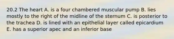 20.2 The heart A. is a four chambered muscular pump B. lies mostly to the right of the midline of the sternum C. is posterior to the trachea D. is lined with an epithelial layer called epicardium E. has a superior apec and an inferior base